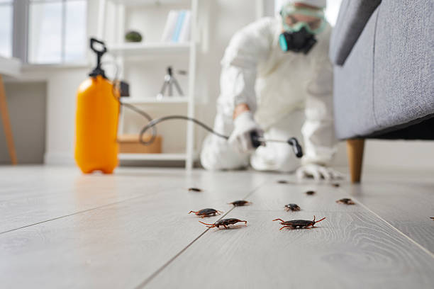 Post-Treatment Bed Bug Interceptor Monitoring in San Gabriel